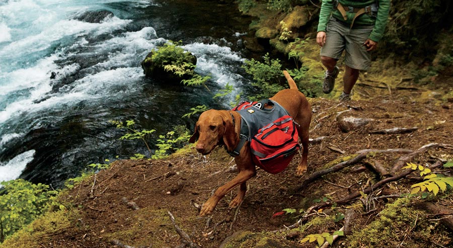 What Gear Should You Pack Before Going Off-Road With Your Dog or Family